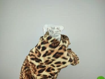 eleganckie sukienki zalando: Exclusive, Sukienka damska, rozmiar 4XL — 6